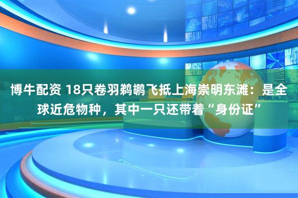 博牛配资 18只卷羽鹈鹕飞抵上海崇明东滩：是全球近危物种，其中一只还带着“身份证”